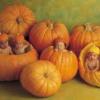 Photo de Anne Geddes