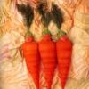 Photo de Anne Geddes