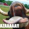 photo insolite 2011 humour drole