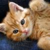 Les plus belle photos