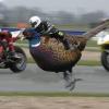 Insolite