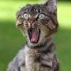 photo insolite 2011 humour drole