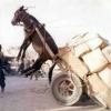photo insolite 2011 humour drole