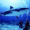 Les plus belle photos