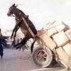 Insolite