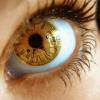 incroyable insolite drole photo image 2011