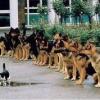 Insolite