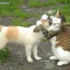 Insolite