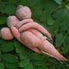 Insolite